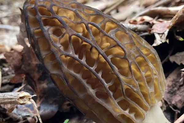 羊肚菌炒玉米筍的禁忌人群 羊肚菌炒玉米筍的禁忌人群