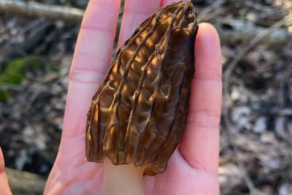 羊肚菌炒雙杞的食用禁忌 羊肚菌炒雙杞的食用禁忌