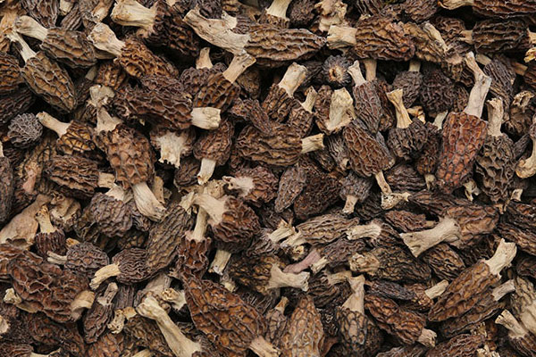 羊肚菌番茄燉牛腩的功效作用 羊肚菌番茄燉牛腩的功效作用