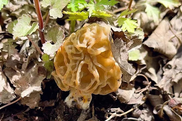 羊肚菌幼兒可以吃嗎，新鮮羊肚菌小孩可以吃嗎