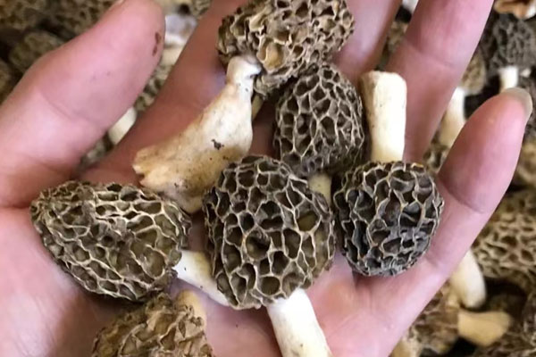 小孩可以吃新鮮羊肚菌嗎 小孩可以吃新鮮羊肚菌嗎