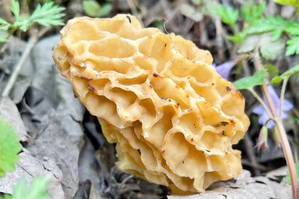 羊肚菌做菜好吃嗎 羊肚菌做菜好吃嗎