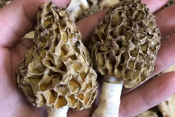 豬心燉羊肚菌給小孩吃可以嗎，羊肚菌燉花膠小孩可以吃嗎