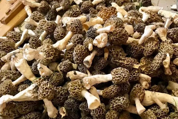 小孩可以吃羊肚菌燉花膠嗎 小孩可以吃羊肚菌燉花膠嗎