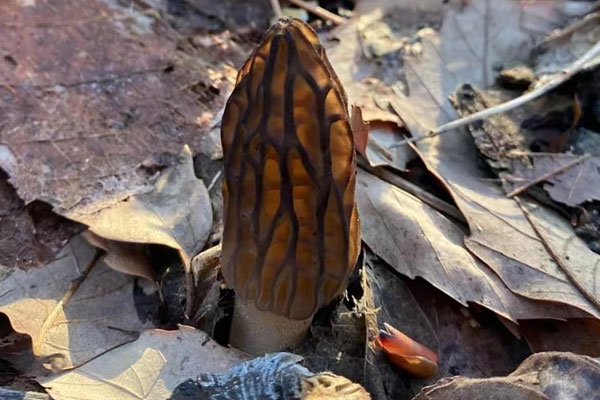 吃不完的羊肚菌怎么保存，胃腸感冒能吃羊肚菌嗎