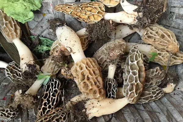 胃腸感冒可以吃羊肚菌嗎 胃腸感冒可以吃羊肚菌嗎