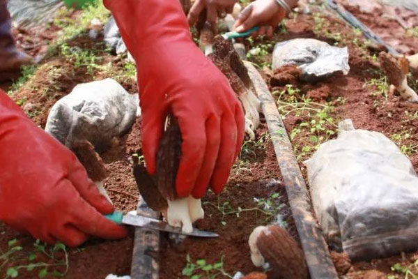 羊肚菌重茬問(wèn)題的原因 羊肚菌重茬問(wèn)題的原因