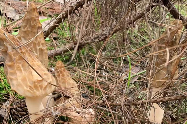 野生羊肚菌為期有多久 野生羊肚菌為期有多久
