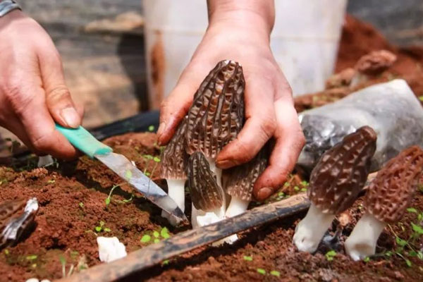 羊肚菌根部白的部分能吃嗎，羊肚菌腳變黑了是壞了嗎