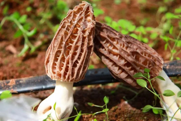 羊肚菌的菌腳變黑了是壞了嗎 羊肚菌的菌腳變黑了是壞了嗎