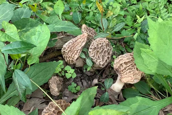 羊肚菌菌柄呈灰黑是怎么了，尿道結(jié)石可以吃羊肚菌嗎