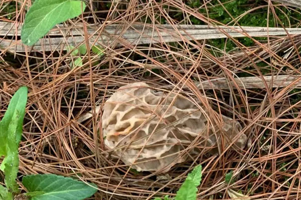 低海拔可以長羊肚菌嗎 低海拔可以長羊肚菌嗎