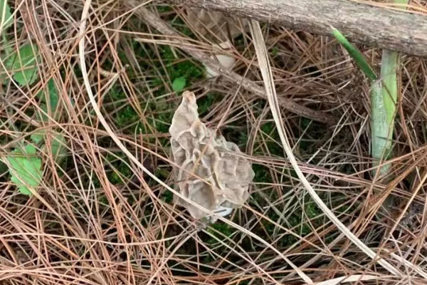 痛風(fēng)的人可不可以吃羊肚菌，羊癲瘋病人能吃羊肚菌嗎