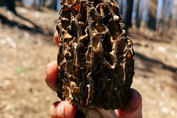 癲癇病人可以吃羊肚菌嗎 癲癇病人可以吃羊肚菌嗎