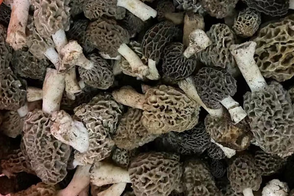 一天可以采摘多少野生羊肚菌 一天可以采摘多少野生羊肚菌