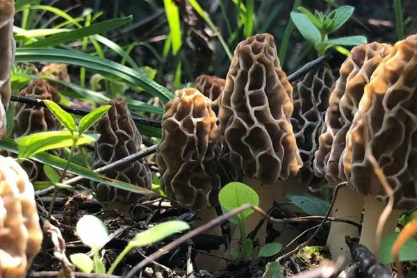 羊肚菌的嘌呤值有多少，多吃羊肚菌會(huì)不會(huì)尿酸高