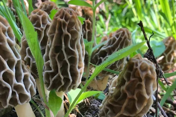 新鮮羊肚菌會縮水嗎 新鮮羊肚菌會縮水嗎