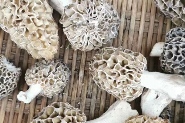 胃脹可以吃羊肚菌嗎，羊肚菌吃了會(huì)不會(huì)拉肚子