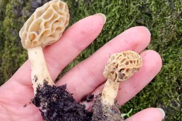 羊肚菌只有一種嗎 羊肚菌只有一種嗎