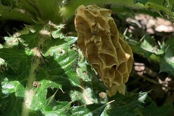 羊肚菌是生產(chǎn)者還是分解者，羊肚菌的分類地位