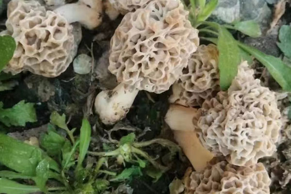 野生羊肚菌的分類地位 野生羊肚菌的分類地位