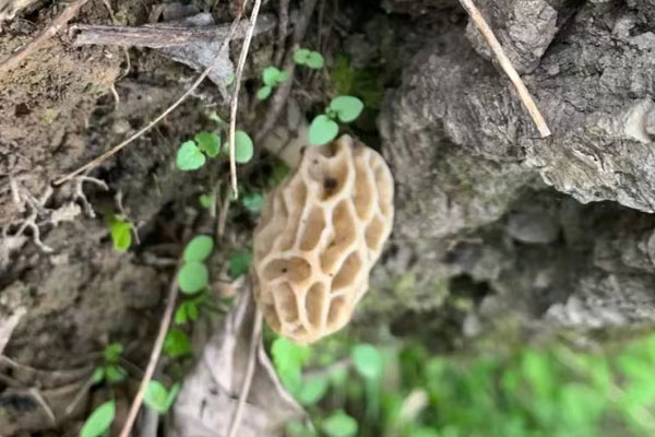 羊肚菌有毒嗎 羊肚菌有毒嗎