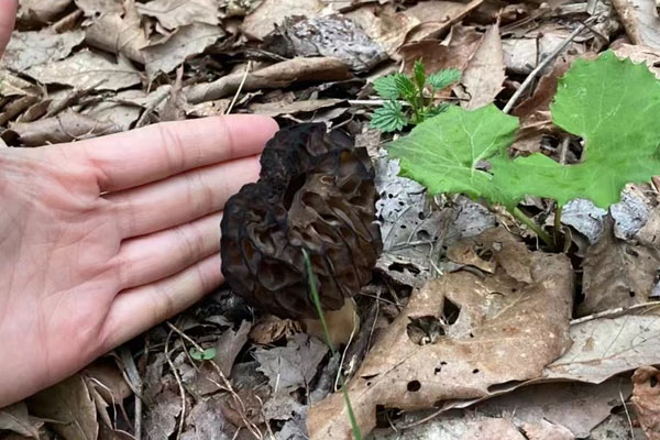 羊肚菌的孢子在哪個(gè)部位，孢子可以形成羊肚菌嗎