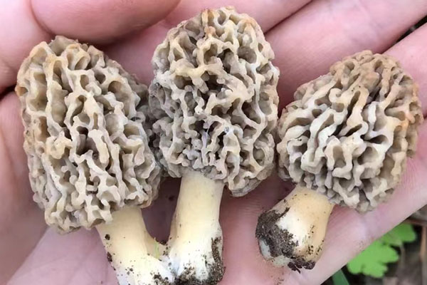 孢子能形成羊肚菌嗎 孢子能形成羊肚菌嗎