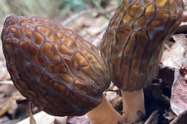 尋找羊肚菌容易嗎 尋找羊肚菌容易嗎