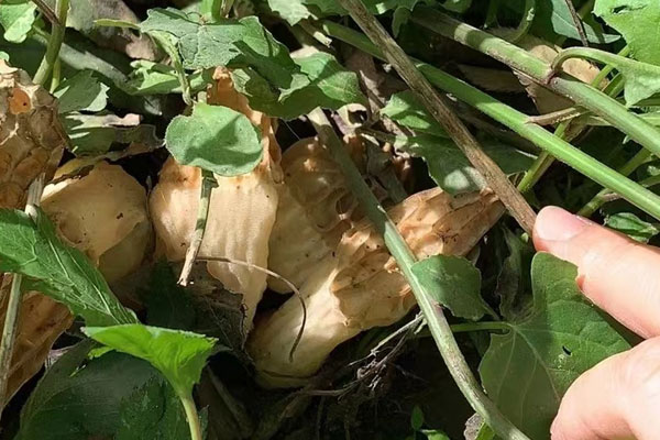 松樹下有羊肚菌嗎，柏樹林有沒有羊肚菌