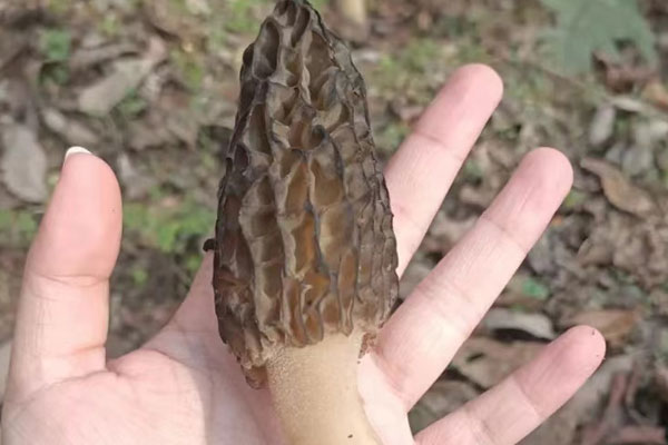 柏樹林有羊肚菌嗎 柏樹林有羊肚菌嗎