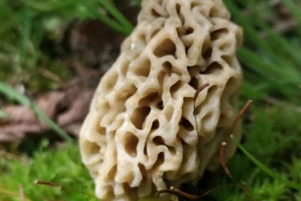 楊樹林有羊肚菌嗎，羊肚菌是長白山的好還是云南的好