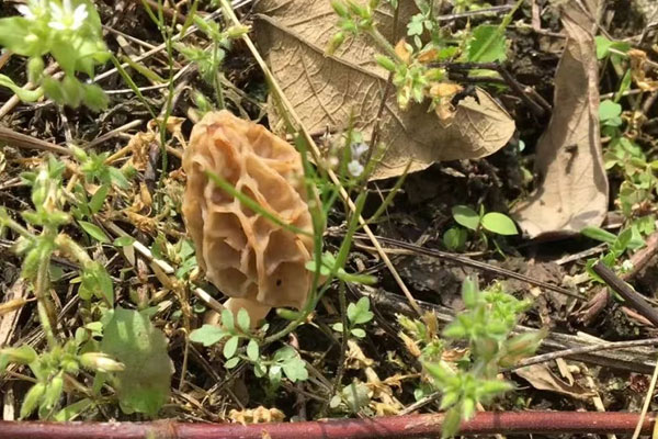 羊肚菌長白山的好還是云南的好 羊肚菌長白山的好還是云南的好