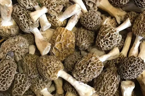 食欲不振的孕婦可以吃羊肚菌嗎 食欲不振的孕婦可以吃羊肚菌嗎