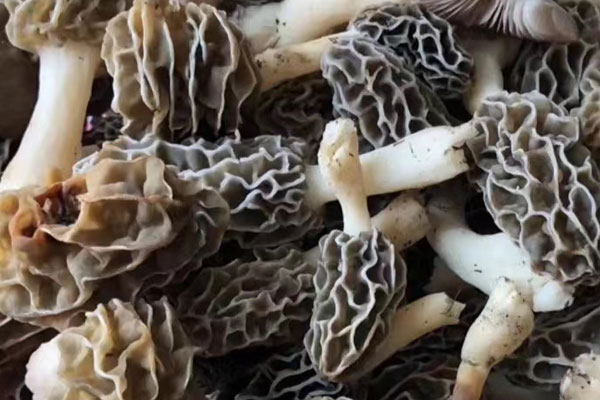 羊肚菌蓮子水鴨湯的功效作用 羊肚菌蓮子水鴨湯的功效作用