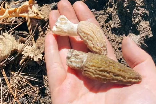 羊肚菌蓮子水鴨湯的禁忌人群 羊肚菌蓮子水鴨湯的禁忌人群