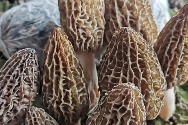 百花羊肚菌的營(yíng)養(yǎng)價(jià)值 百花羊肚菌的營(yíng)養(yǎng)價(jià)值