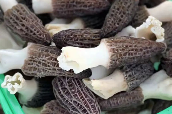 百花羊肚菌的食用禁忌 百花羊肚菌的食用禁忌