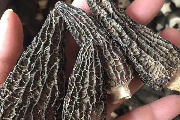 羊肚菌黨參淮山雞湯的禁忌人群 羊肚菌黨參淮山雞湯的禁忌人群