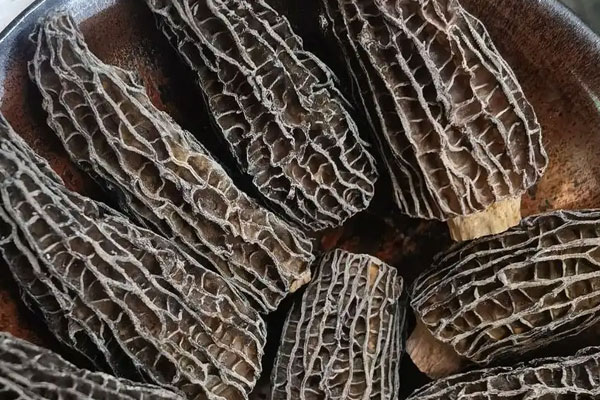 羊肚菌海馬黃芪湯的功效作用 羊肚菌海馬黃芪湯的功效作用