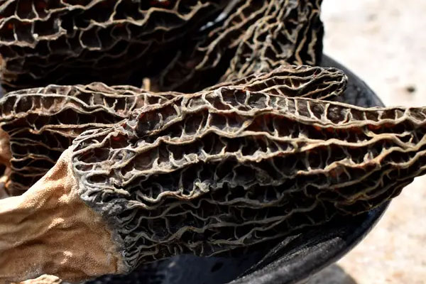 羊肚菌海馬黃芪湯的食用禁忌 羊肚菌海馬黃芪湯的食用禁忌