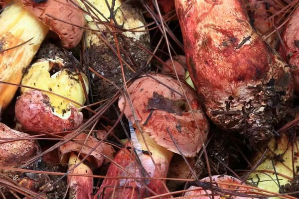 牛肝菌煮多久可以吃，牛肝菌相克的食物