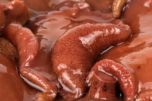 紅乳牛肝菌有毒嗎，炒牛肝菌可以放生姜嗎