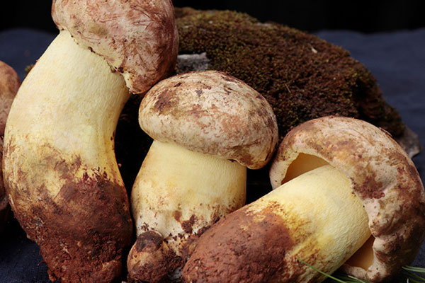 炒牛肝菌可以放花椒嗎，炒牛肝菌可以放料酒嗎