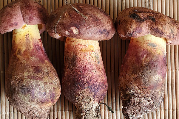 炒牛肝菌可以放八角嗎，炒牛肝菌可以放雞精嗎