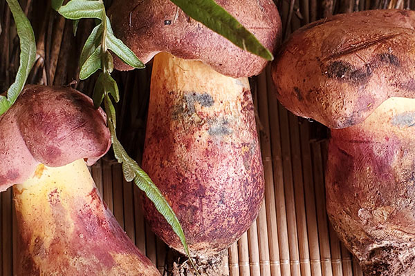 牛肝菌生凍好還是熟凍好，牛肝菌是牛身上的嗎