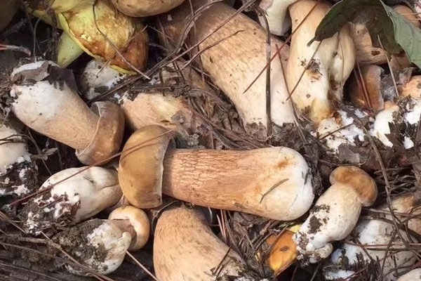 牛肝菌哪種好，黑牛肝菌可以人工種植嗎