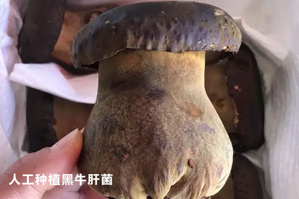黑牛肝菌可以人工栽培嗎 黑牛肝菌可以人工栽培嗎