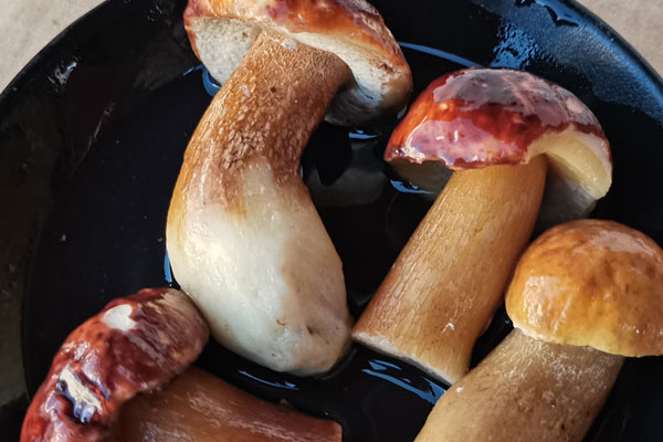 牛肝菌和牛有關(guān)系嗎，人工栽培的牛肝菌有幾種