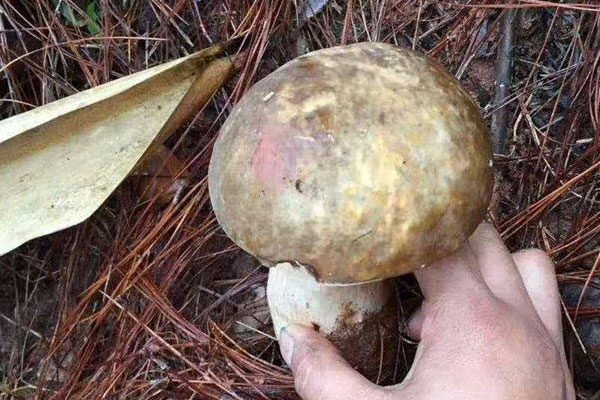 牛肝菌是碳水化合物嗎，牛肝菌是蔬菜嗎